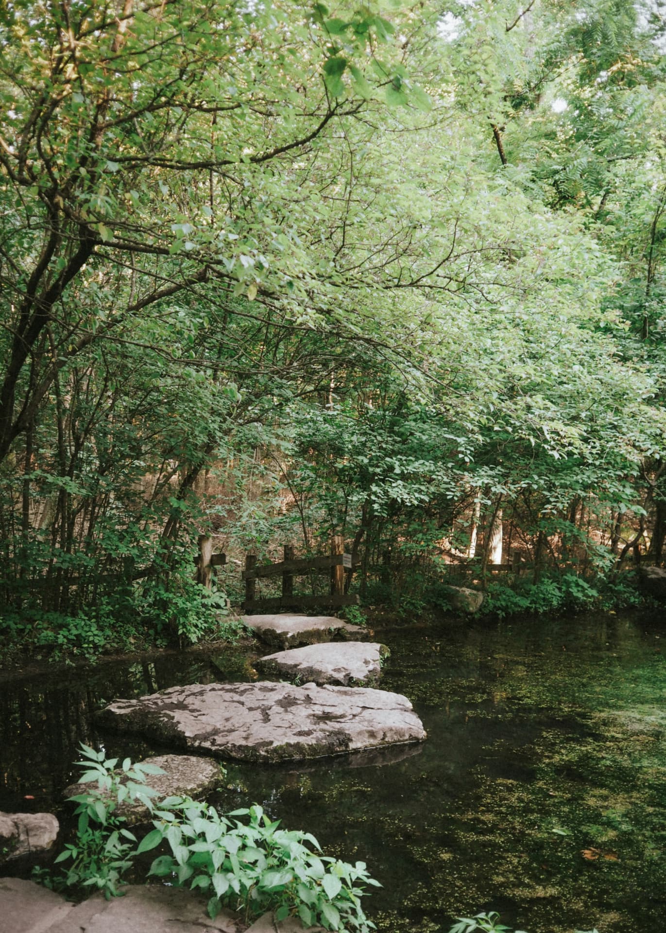 Stepping stones across a creek on a wooded Middle Tennessee trail